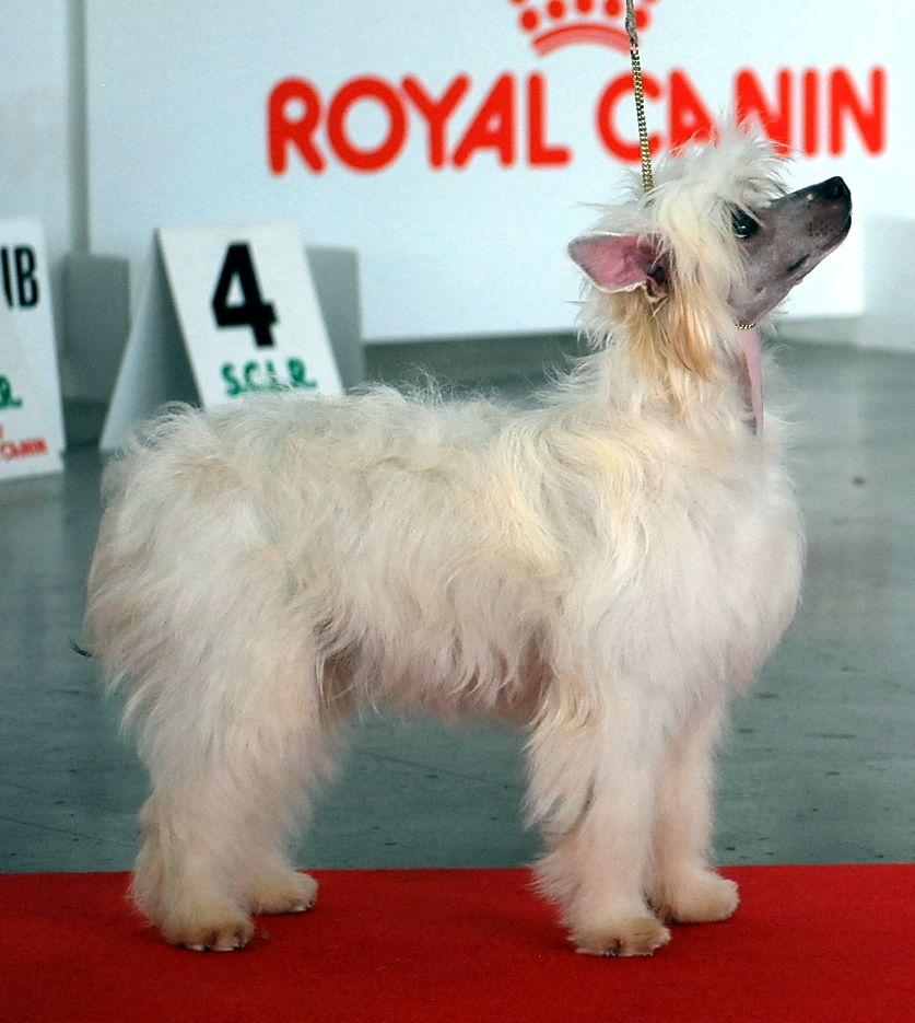 Little Dog Of Dream - Exposition internationale de Perpignan