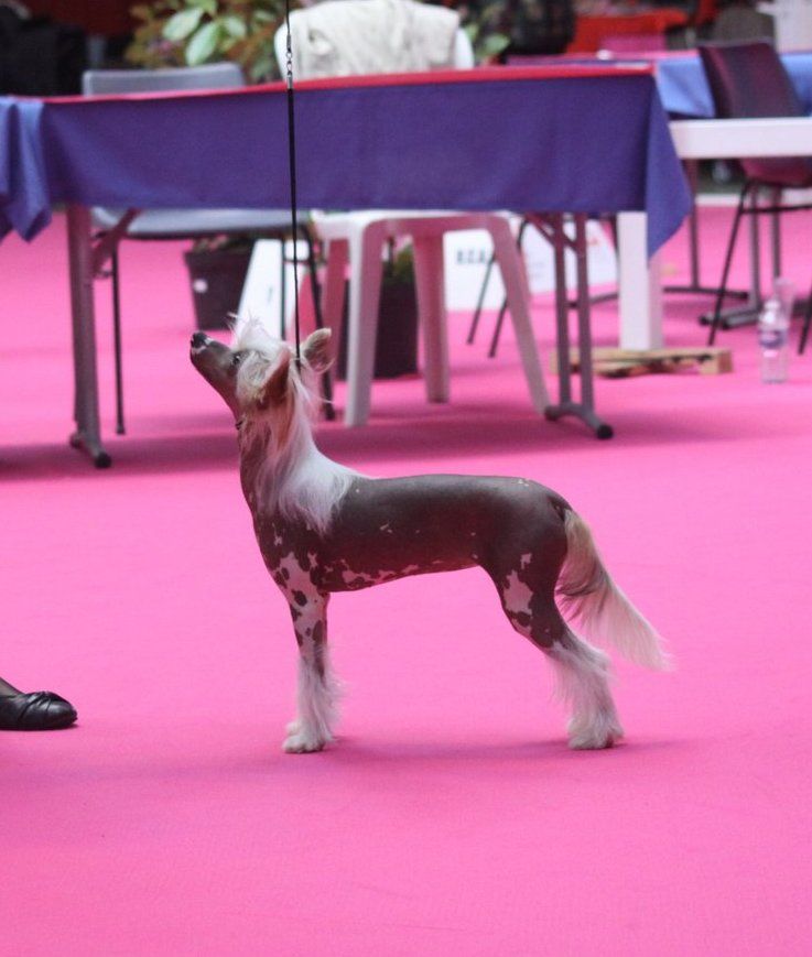 Little Dog Of Dream - Nationale d'élevage Bourges (16/02/18)