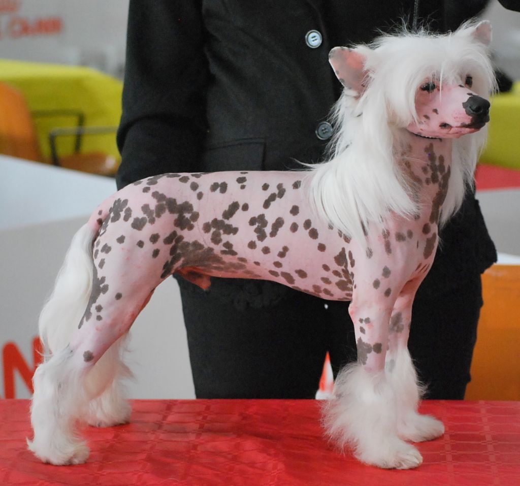 Little Dog Of Dream - Exposition internationale de Perpignan