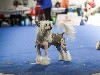  - FCI European Dog Show 2021, Budapest - 29.12.2021 