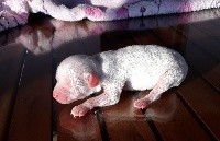 Little Dog Of Dream - Chien chinois à crête - Portée née le 25/03/2020