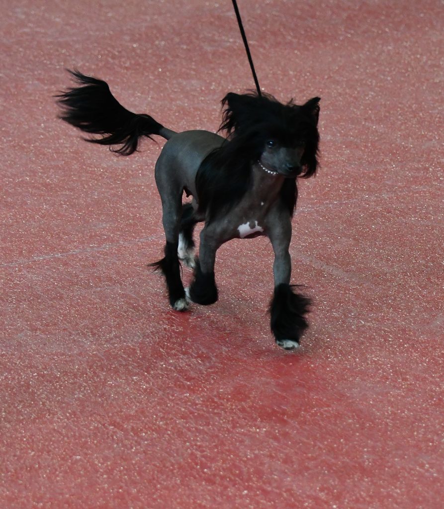 Little Dog Of Dream - Exposition internationale de Pau 20/04/2019