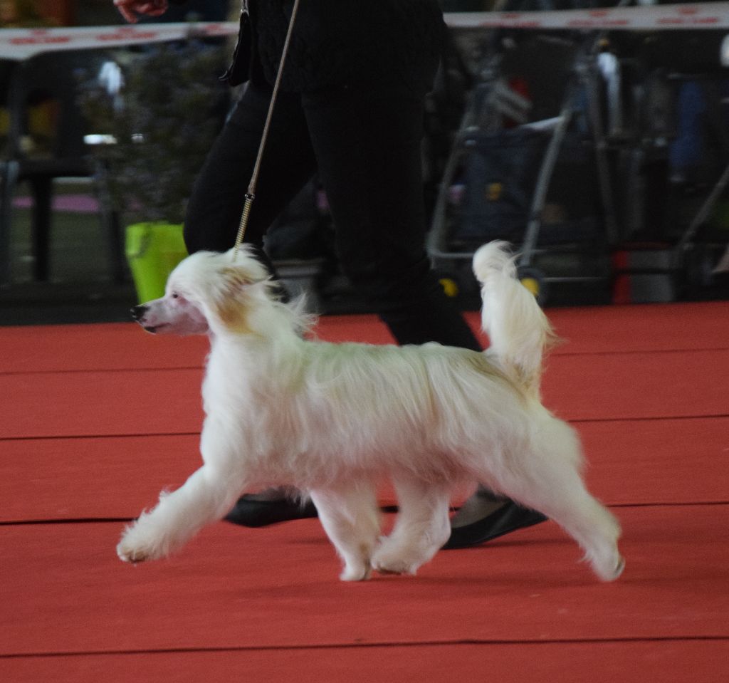 Little Dog Of Dream - Exposition internationale de Pau, spéciale de race 