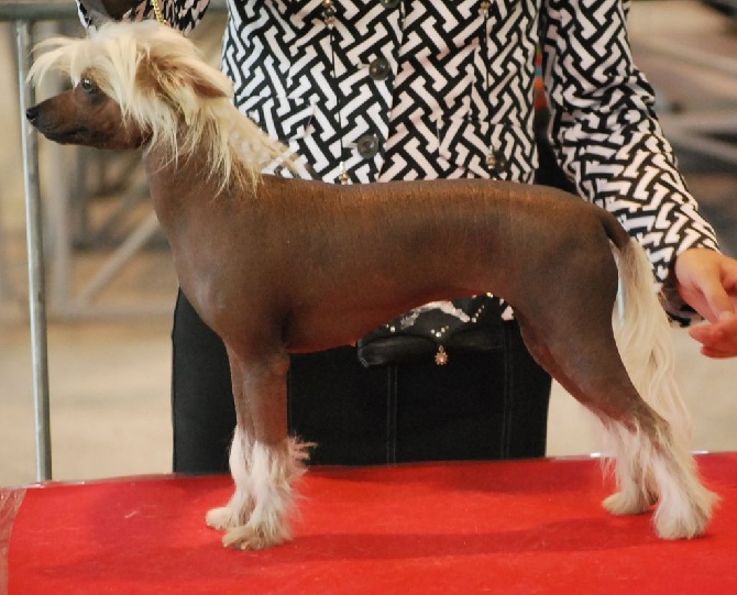 Little Dog Of Dream - International Dog Show of Pamplona