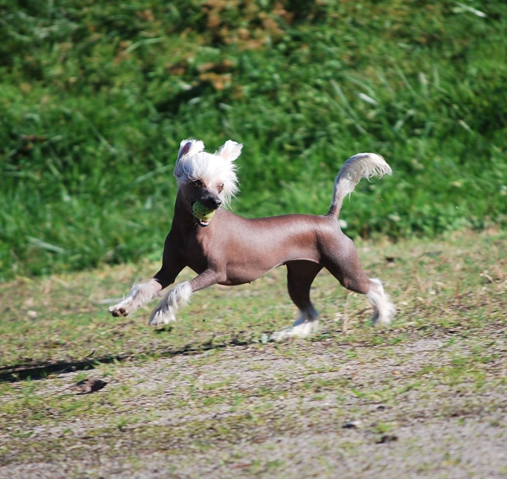 Little Dog Of Dream - National Dog Show Bordeaux