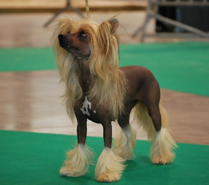 Little Dog Of Dream - International Dog Show of Pamplona