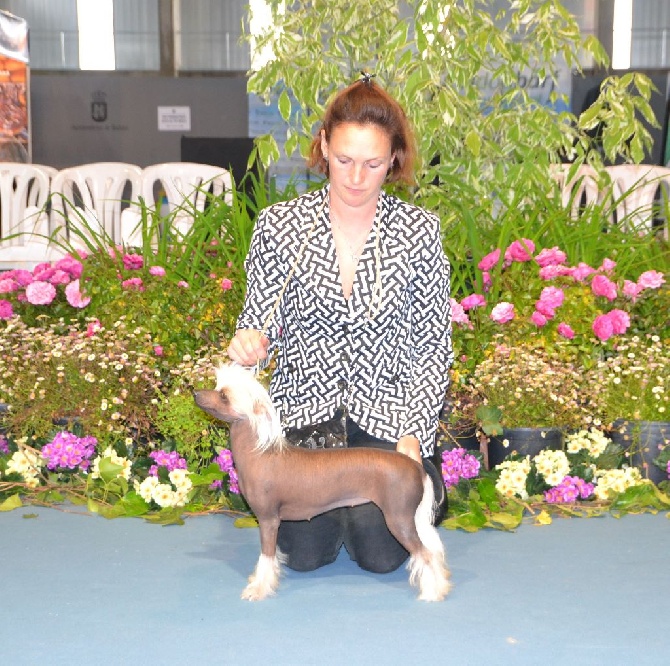 Little Dog Of Dream - International dog show of Badajoz