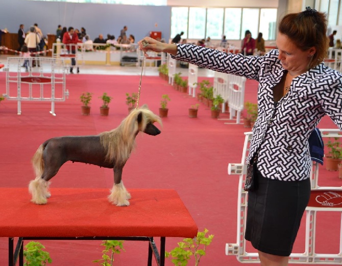 Little Dog Of Dream - International dog show of Elvas