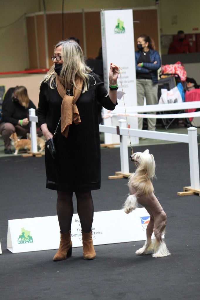 Little Dog Of Dream - International Special Breed Show of Perpignan 23/01 
