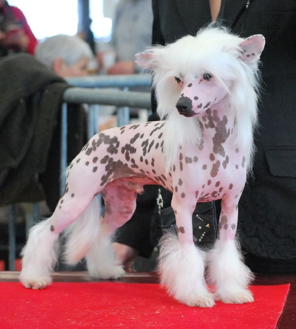 Little Dog Of Dream - Exposition Internationale de Bordeaux