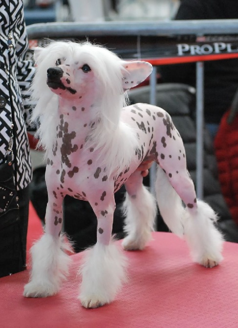 Little Dog Of Dream - International dog show of Tarbes