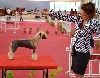 - International dog show of Elvas