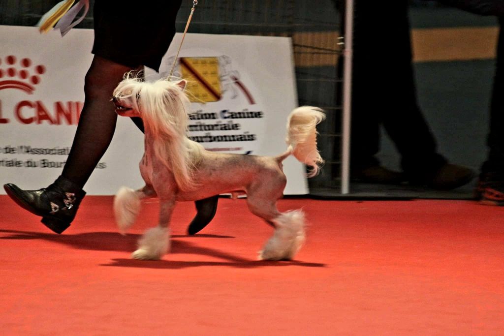 Little Dog Of Dream - Breed specialty Bourges 2022