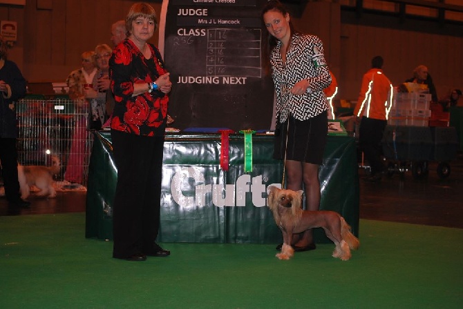 Little Dog Of Dream - CRUFTS 2015