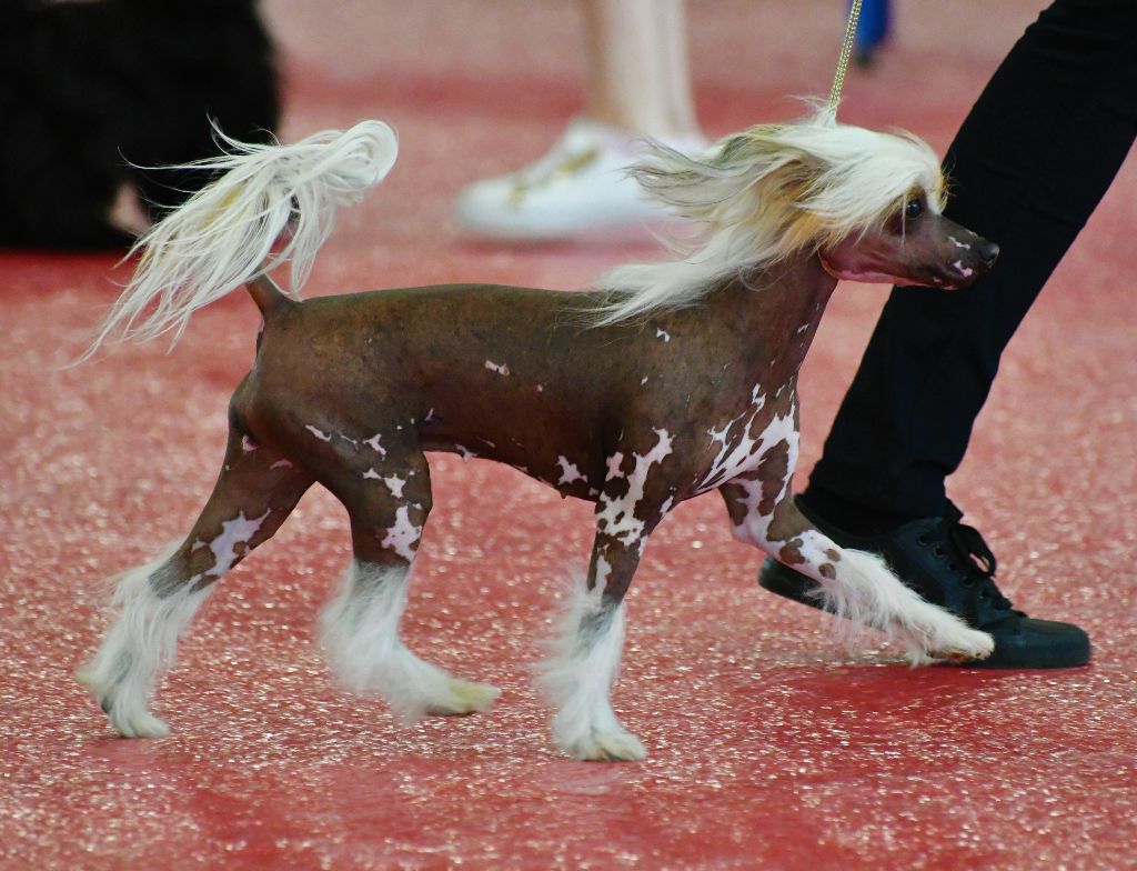 Little Dog Of Dream - Exposition internationale de Bordeaux 20/01/2019