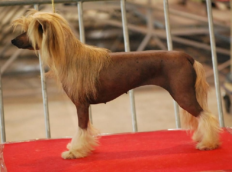 CH. Little Dog Of Dream Irresistible isis