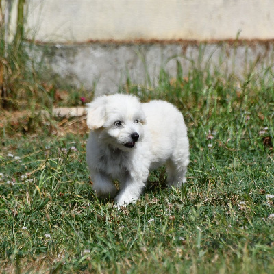 Little Dog Of Dream - Chien chinois à crête - Portée née le 12/04/2022
