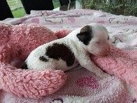 Little Dog Of Dream Pitchou