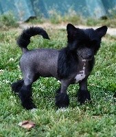 Little Dog Of Dream O'll Black
