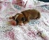 Little Dog Of Dream Petite Nahia