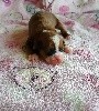 Little Dog Of Dream Petite Nahia