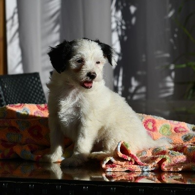 Little Dog Of Dream Sunny