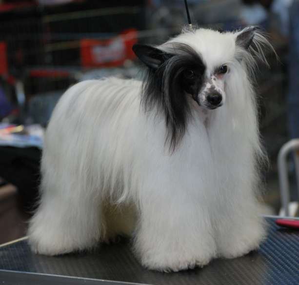 Little Dog Of Dream Handsome caribbean