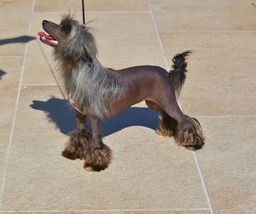 Little Dog Of Dream Once again a beauty (tina)