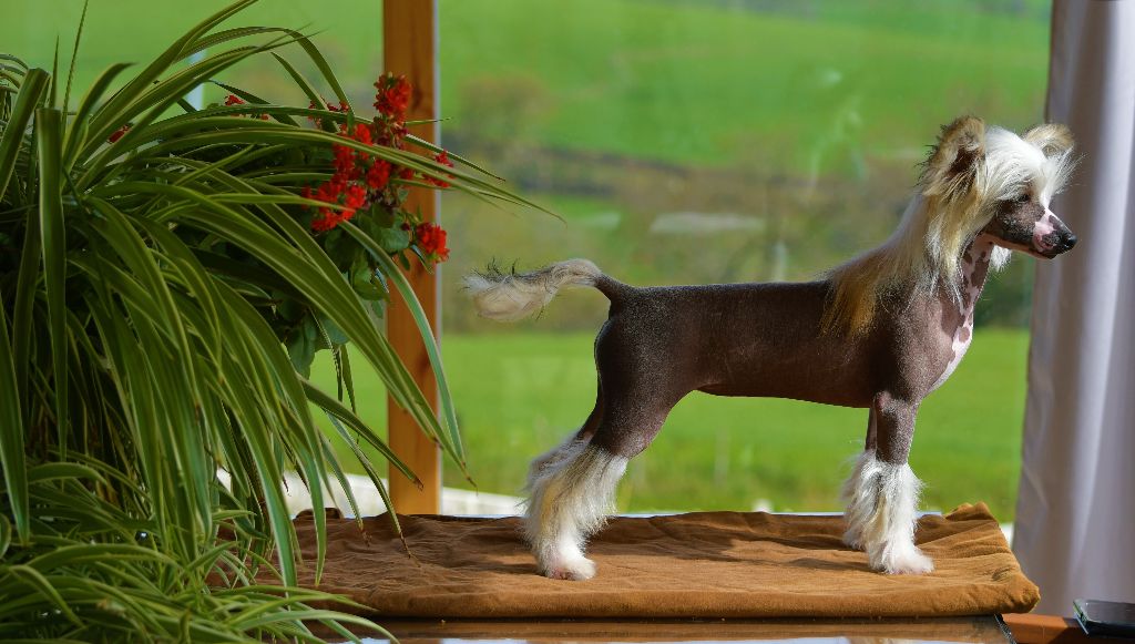 Little Dog Of Dream Poupoupidou (marylin)