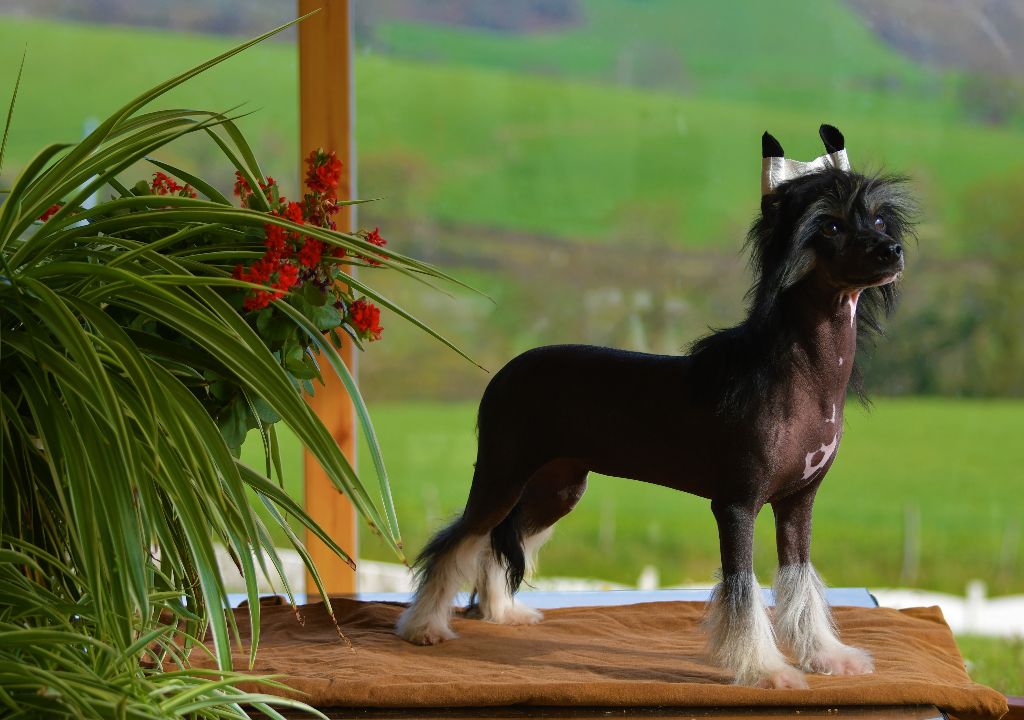 Little Dog Of Dream Popstar (kittie)