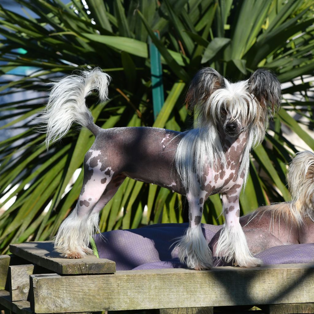 Little Dog Of Dream Rondinara (romy)