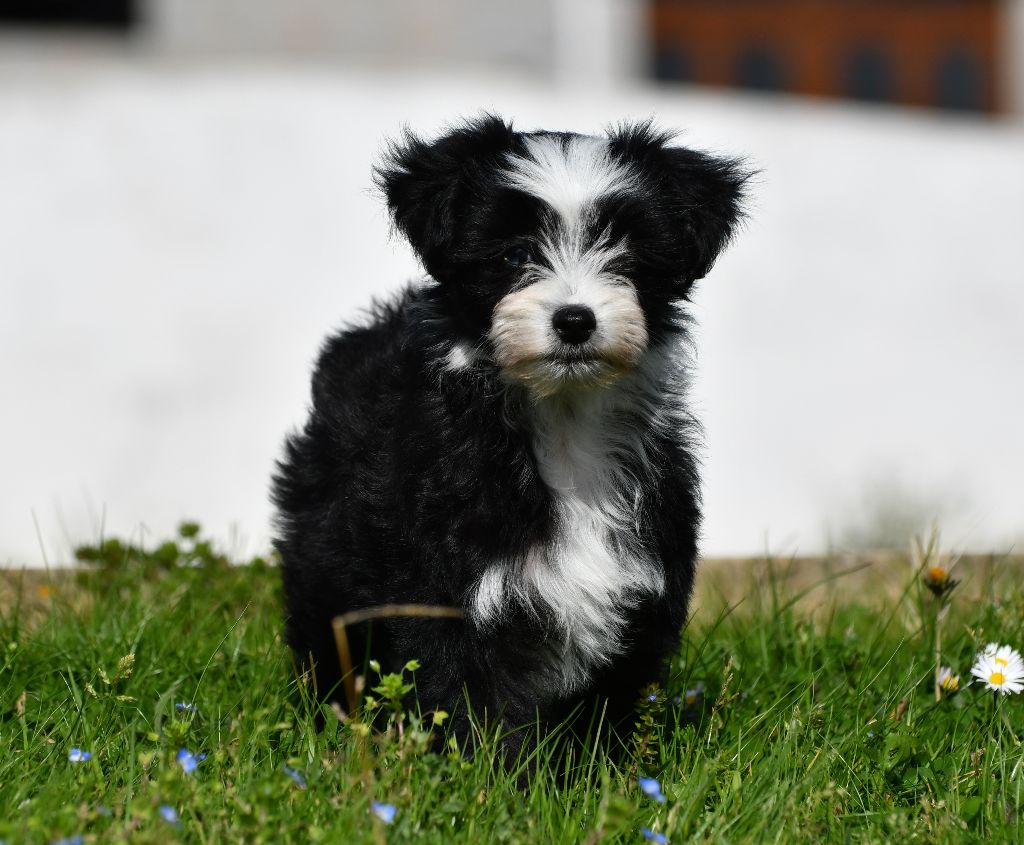 Little Dog Of Dream Run after the clouds (maddi)