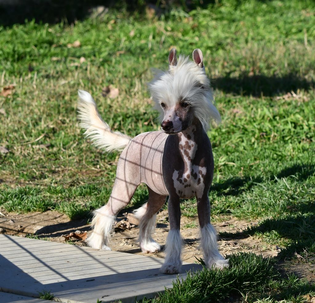 Little Dog Of Dream Schippie