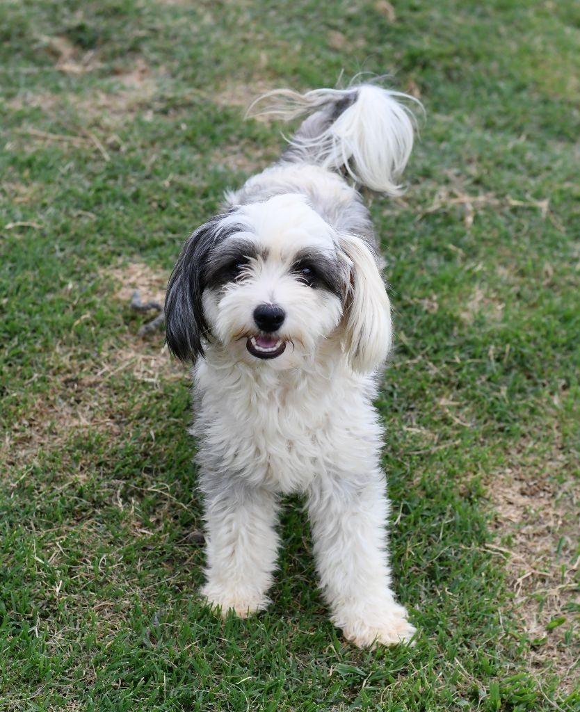 Little Dog Of Dream Smoothie (sophie)