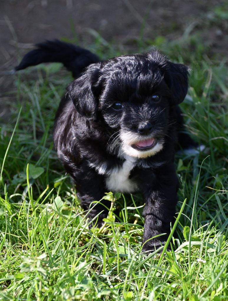 Little Dog Of Dream - Chien chinois à crête - Portée née le 28/04/2018