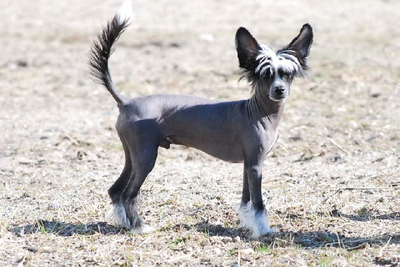 Little Dog Of Dream - Chien chinois à crête - Portée née le 26/09/2014
