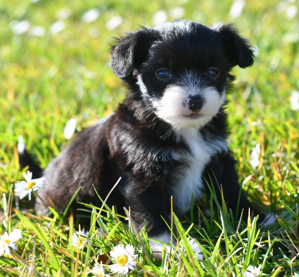 Little Dog Of Dream - Chien chinois à crête - Portée née le 29/01/2024