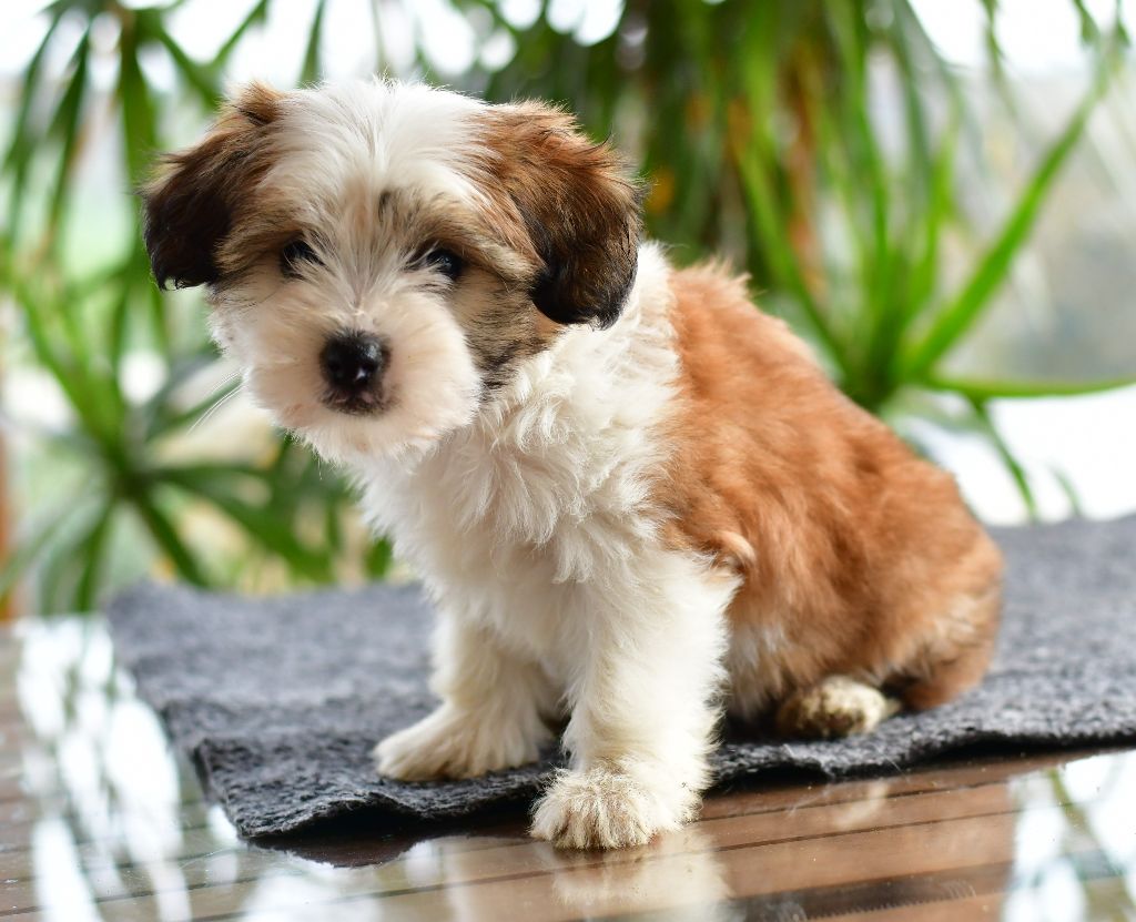 Little Dog Of Dream - Chien chinois à crête - Portée née le 05/10/2024