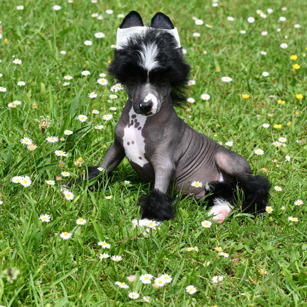 Little Dog Of Dream - Chien chinois à crête - Portée née le 13/03/2022