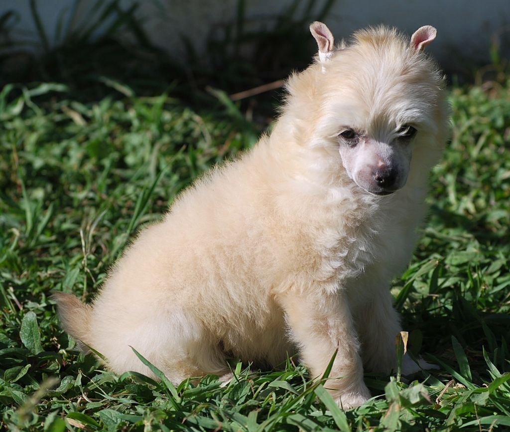 Little Dog Of Dream Nuiova