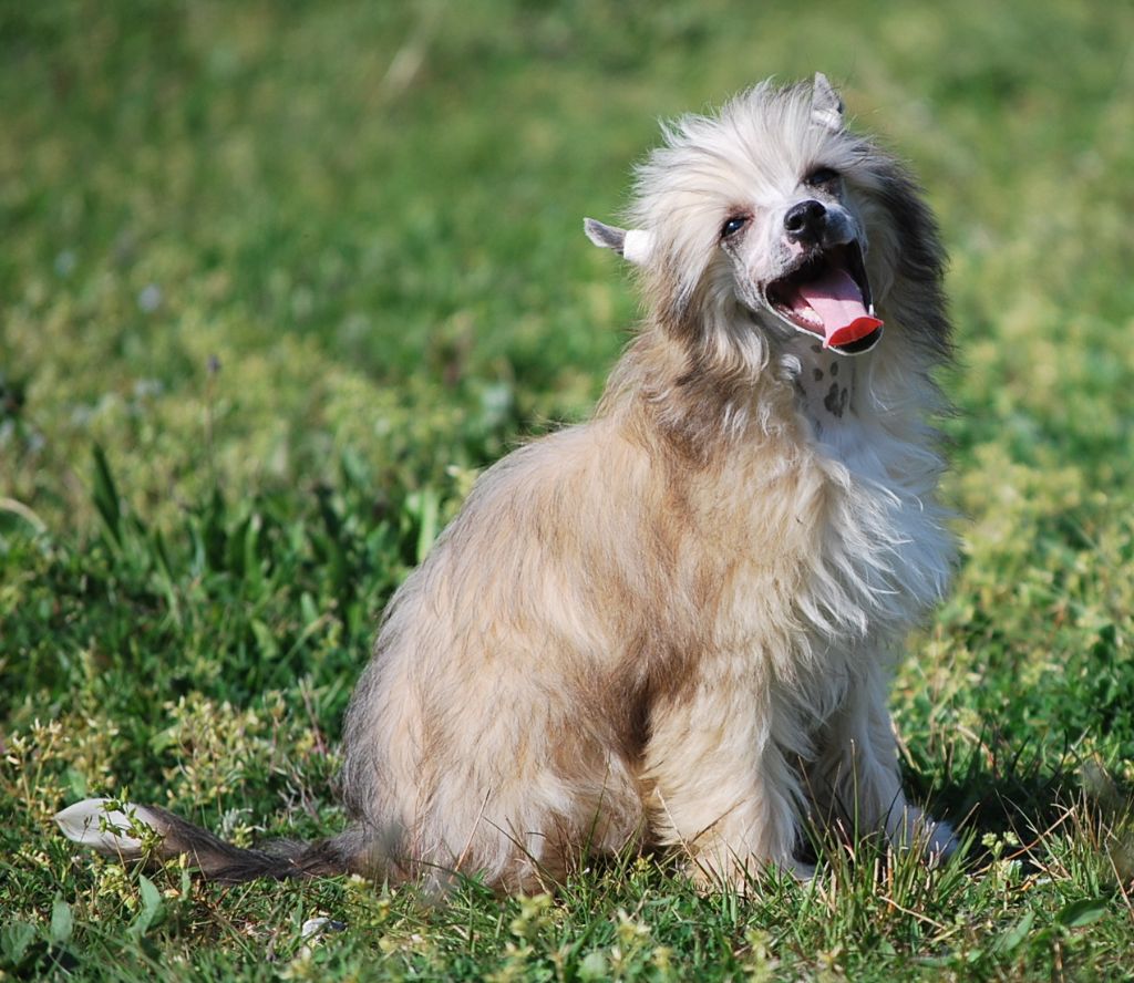 Little Dog Of Dream - Chien chinois à crête - Portée née le 23/11/2016