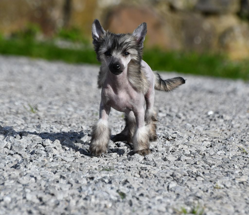 Little Dog Of Dream - Chien chinois à crête - Portée née le 12/12/2020