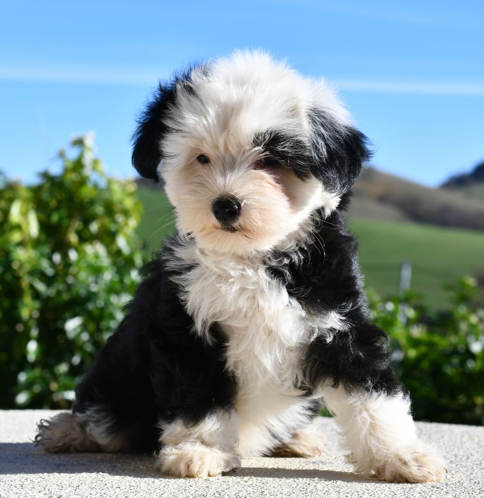 Little Dog Of Dream - Chien chinois à crête - Portée née le 29/09/2023