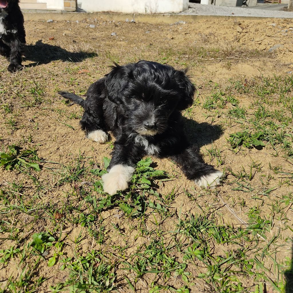 Little Dog Of Dream - Chien chinois à crête - Portée née le 08/08/2021