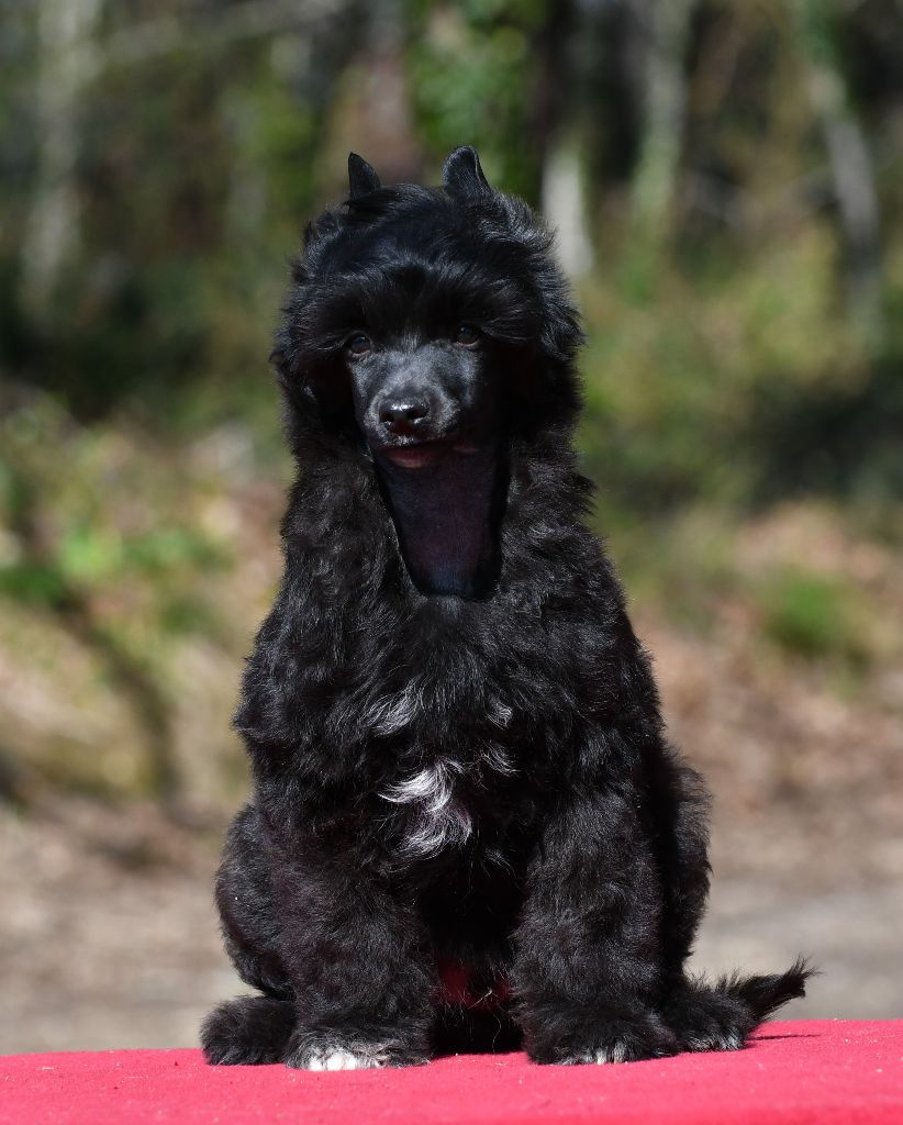 Little Dog Of Dream - Chien chinois à crête - Portée née le 27/12/2018