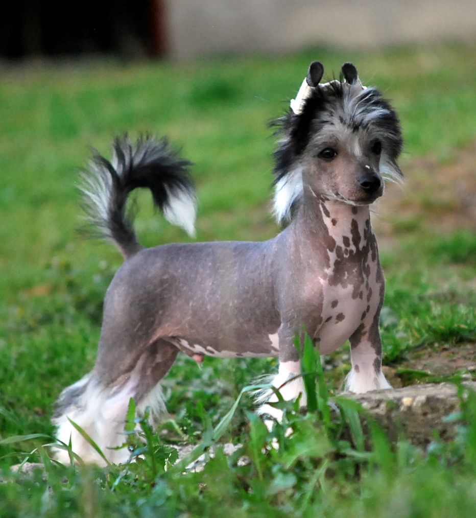 Little Dog Of Dream - Chien chinois à crête - Portée née le 25/09/2017