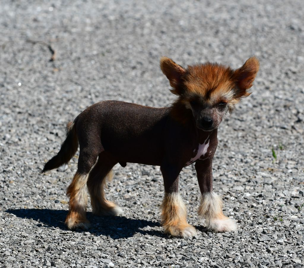 Little Dog Of Dream - Chien chinois à crête - Portée née le 25/03/2020