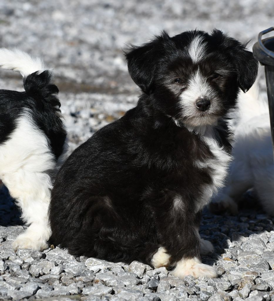 Little Dog Of Dream - Chien chinois à crête - Portée née le 24/11/2022