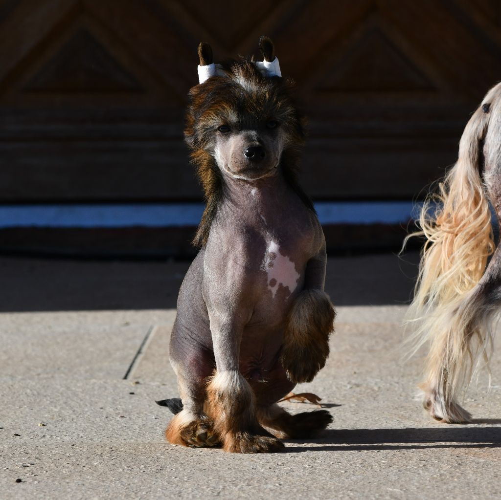 Little Dog Of Dream - Chien chinois à crête - Portée née le 28/09/2022