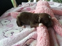 Little Dog Of Dream P'tit Bouba